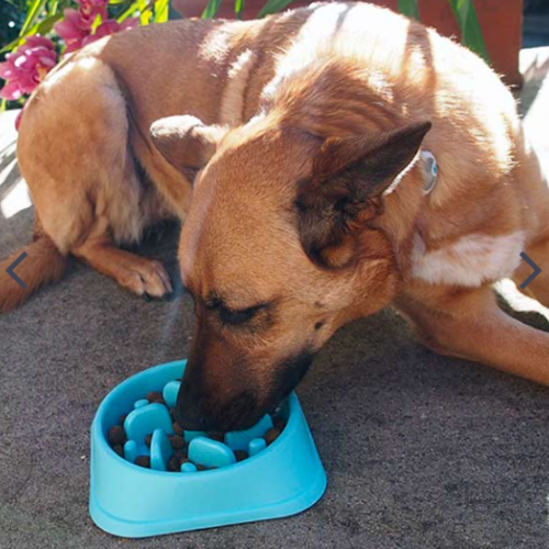 SLOWBOWL™ — Ciotola anti-ingordigia per cani