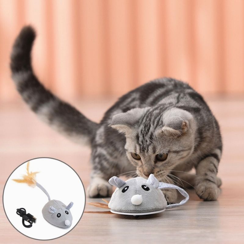 topo-per-gatto