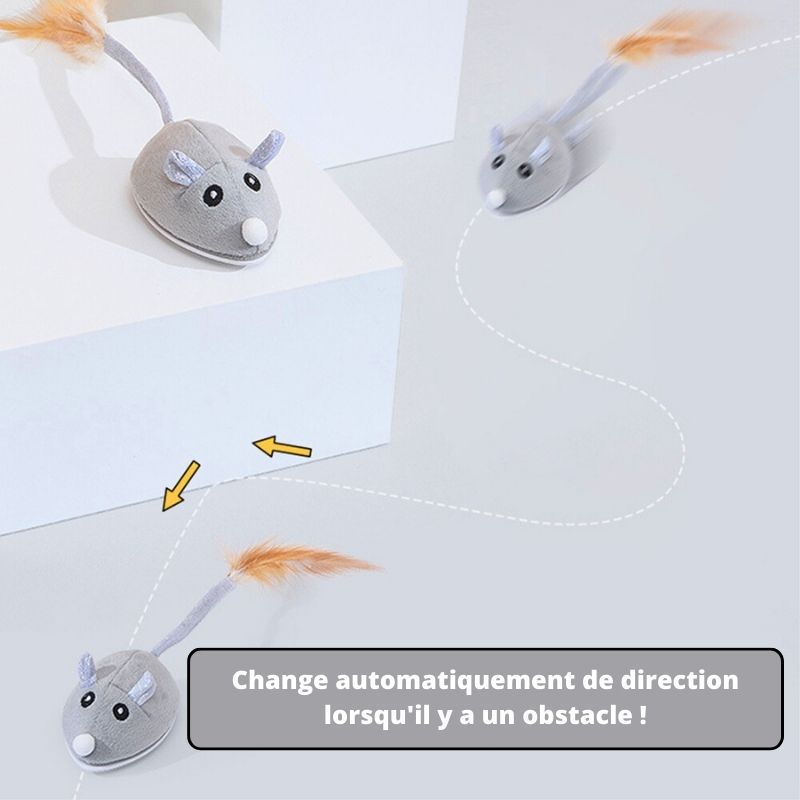 topo-per-gatto
