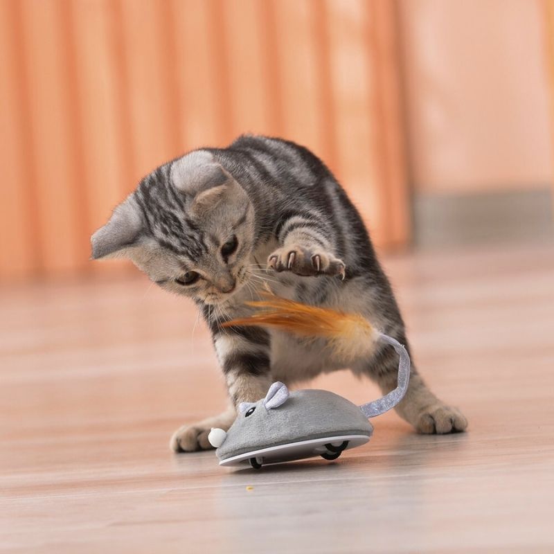 Topo per Gatti