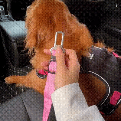 Cintura di sicurezza per cane